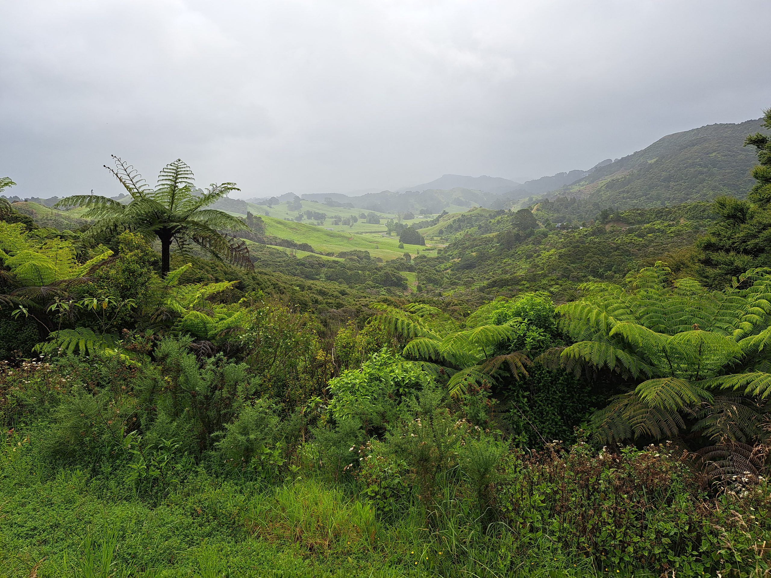 Read more about the article 08.12.22 Puhoi