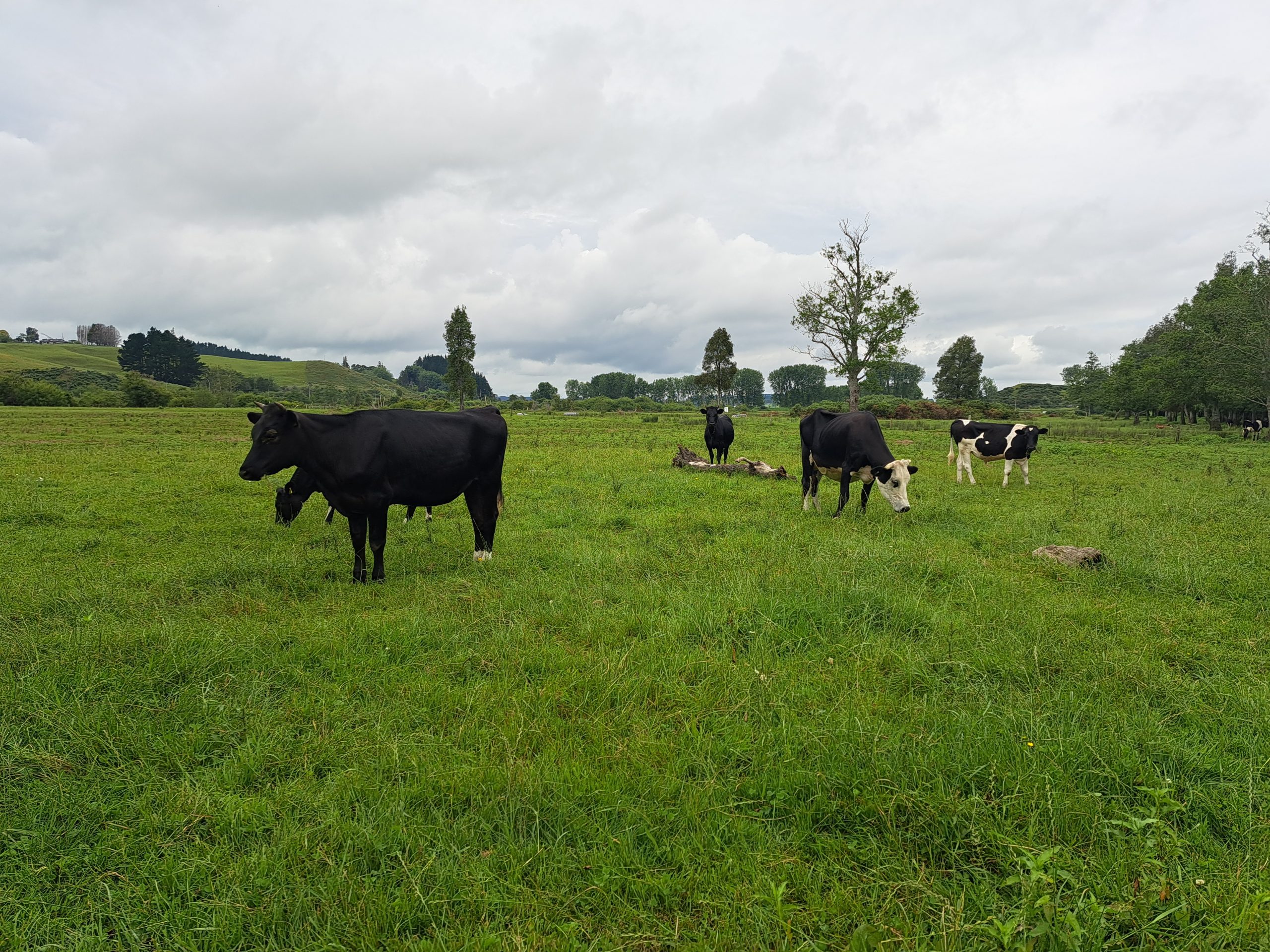 Read more about the article 17.12.22 Rangiriri