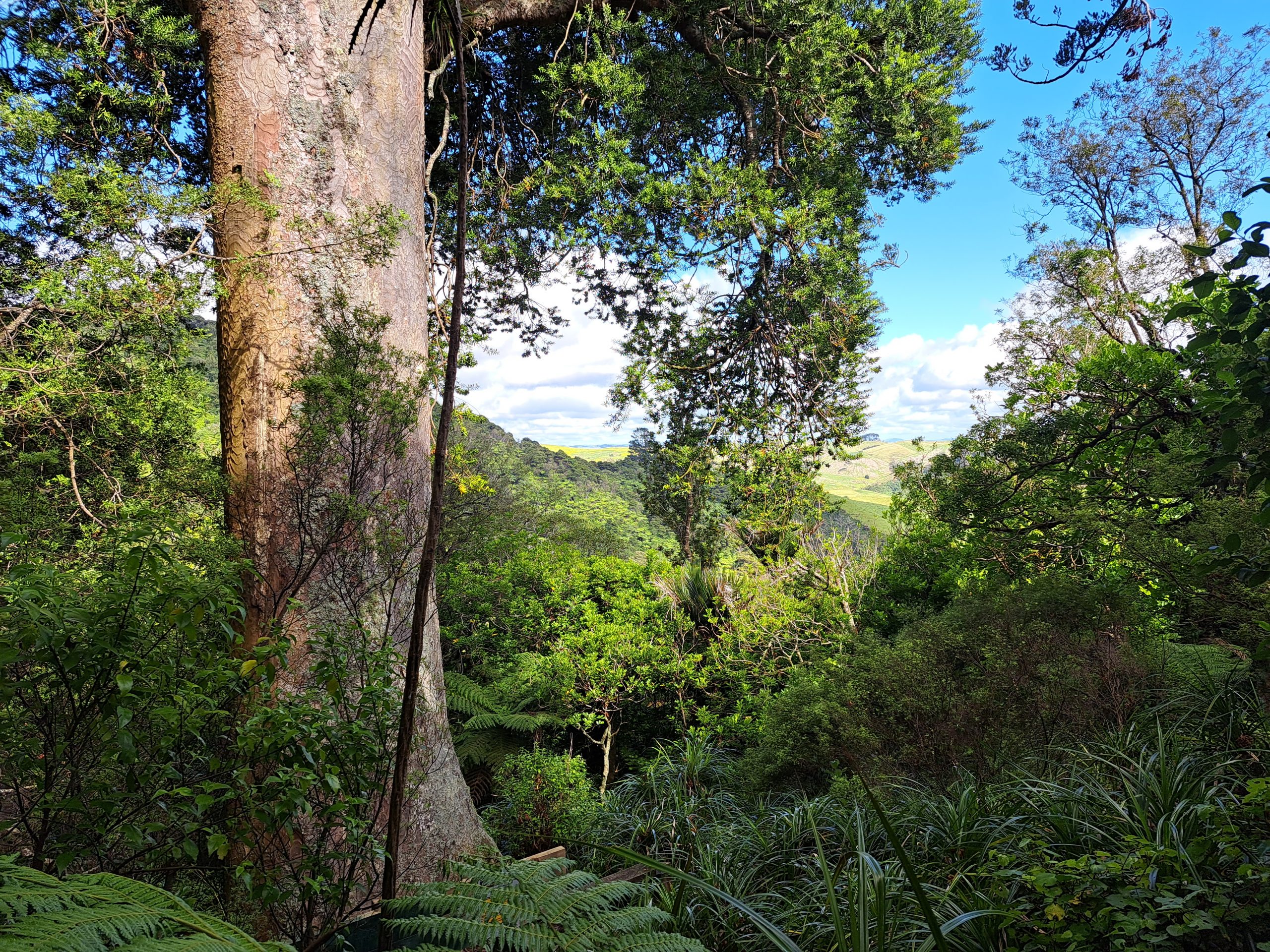 Read more about the article 19.12.22 Ngaruawahia