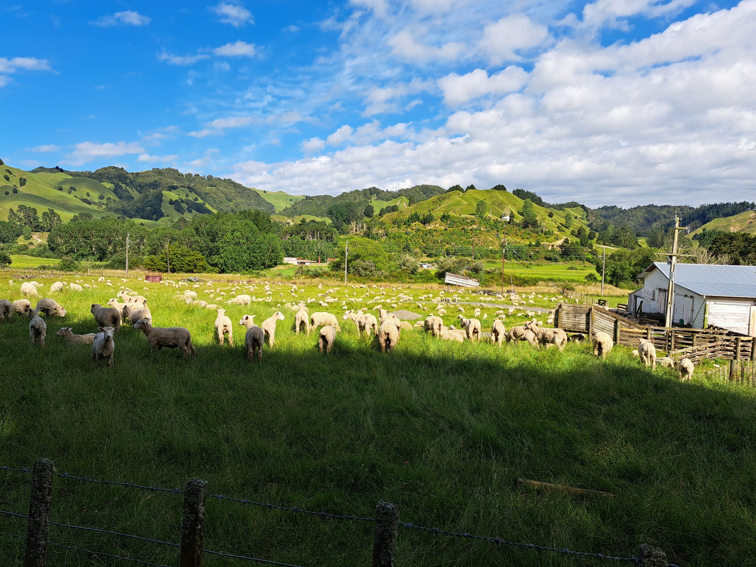 Read more about the article 31.12.22 Taumarunui