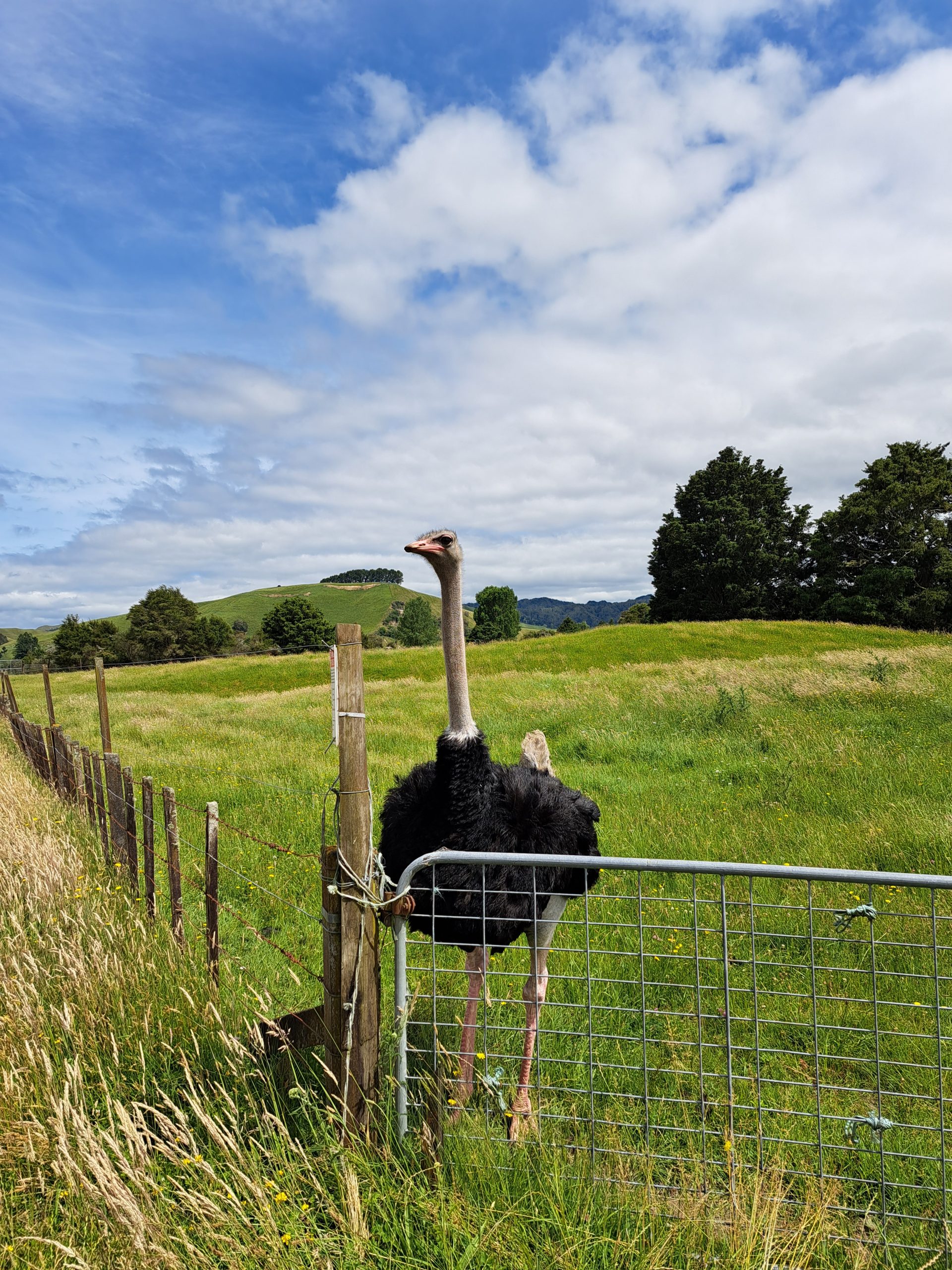 Read more about the article 02.01.23 Owhango