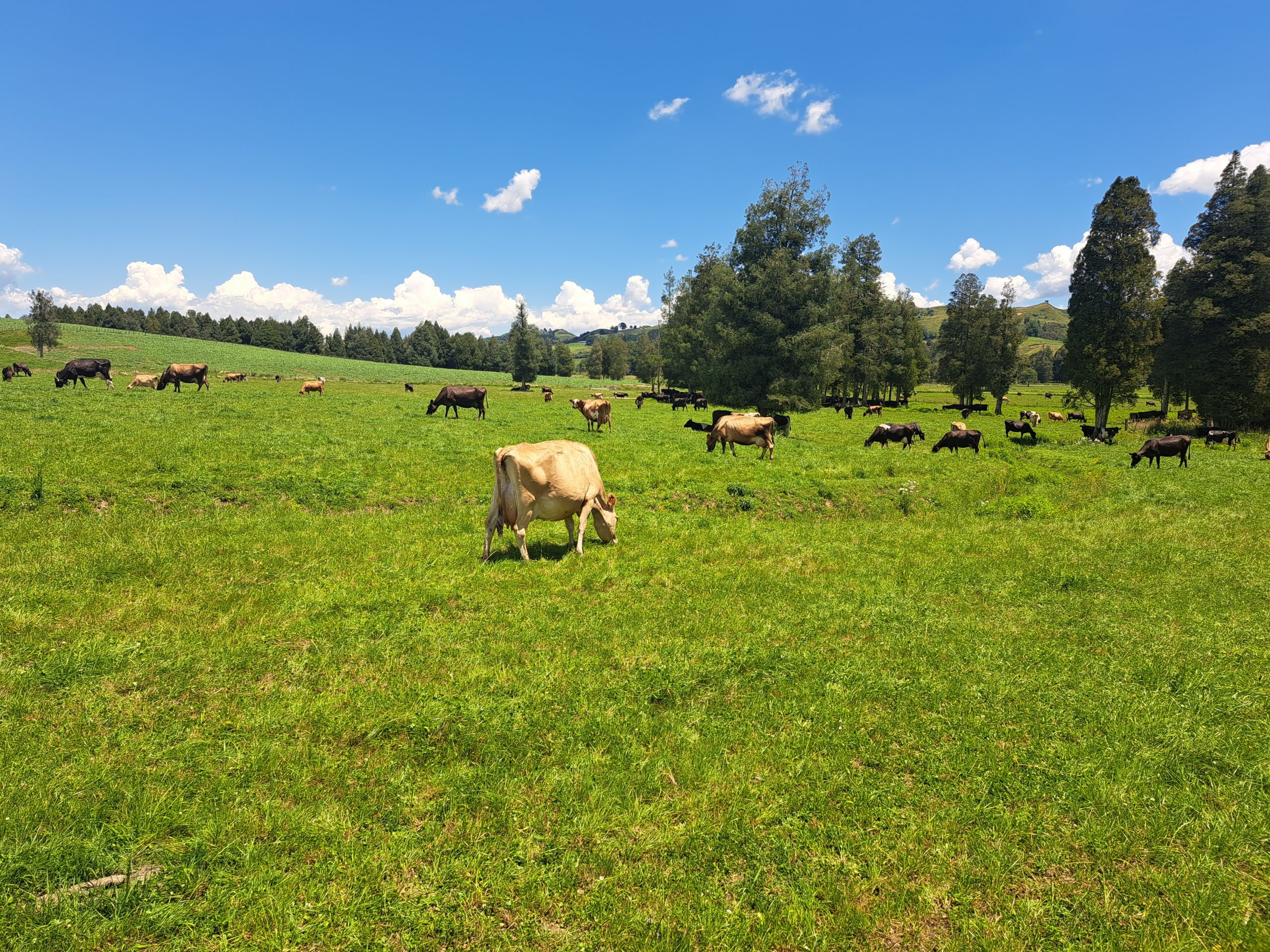 Read more about the article 26.12.22 Te Kuiti