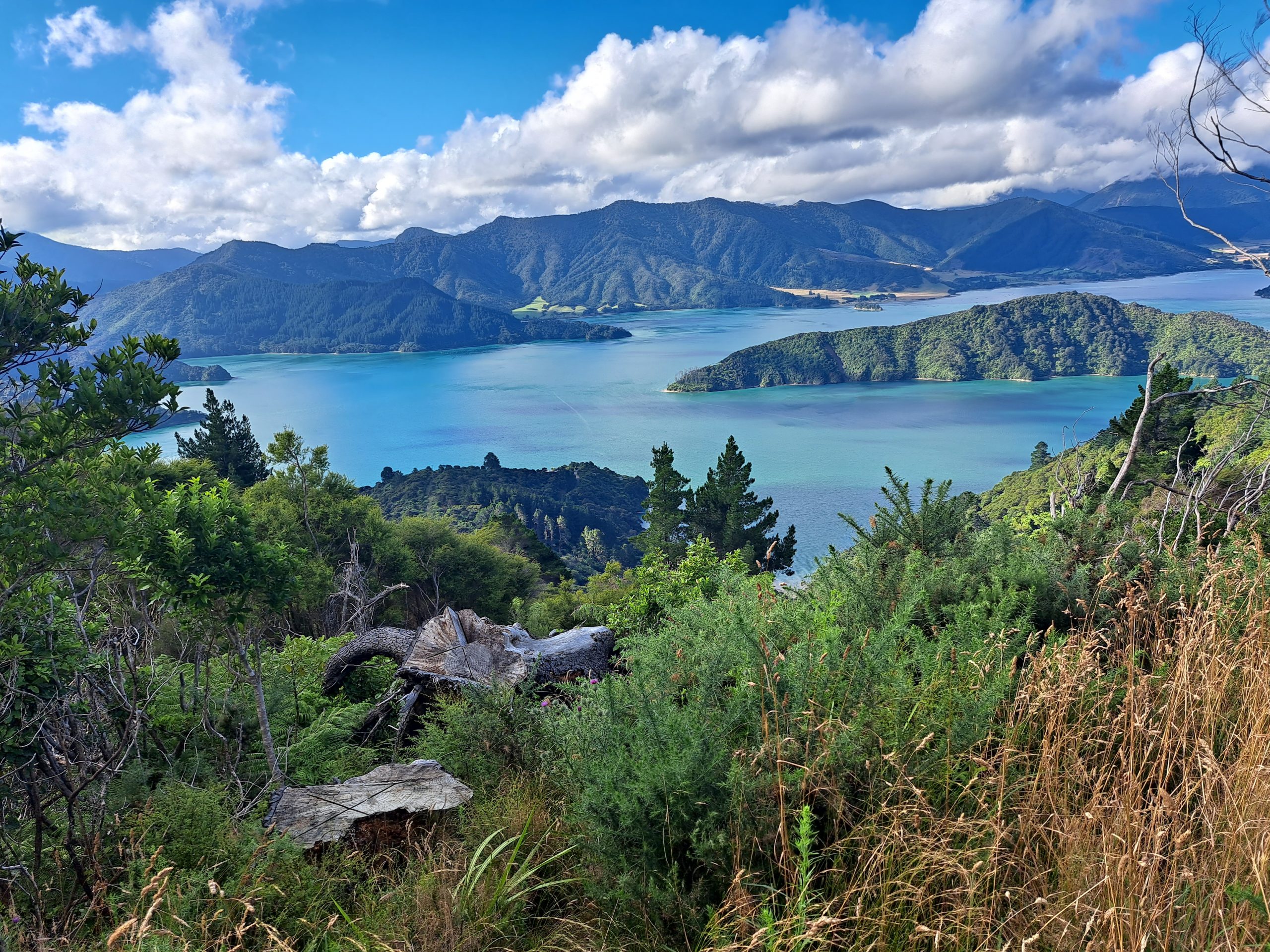 Read more about the article 03.02.23 Mistletoe Bay