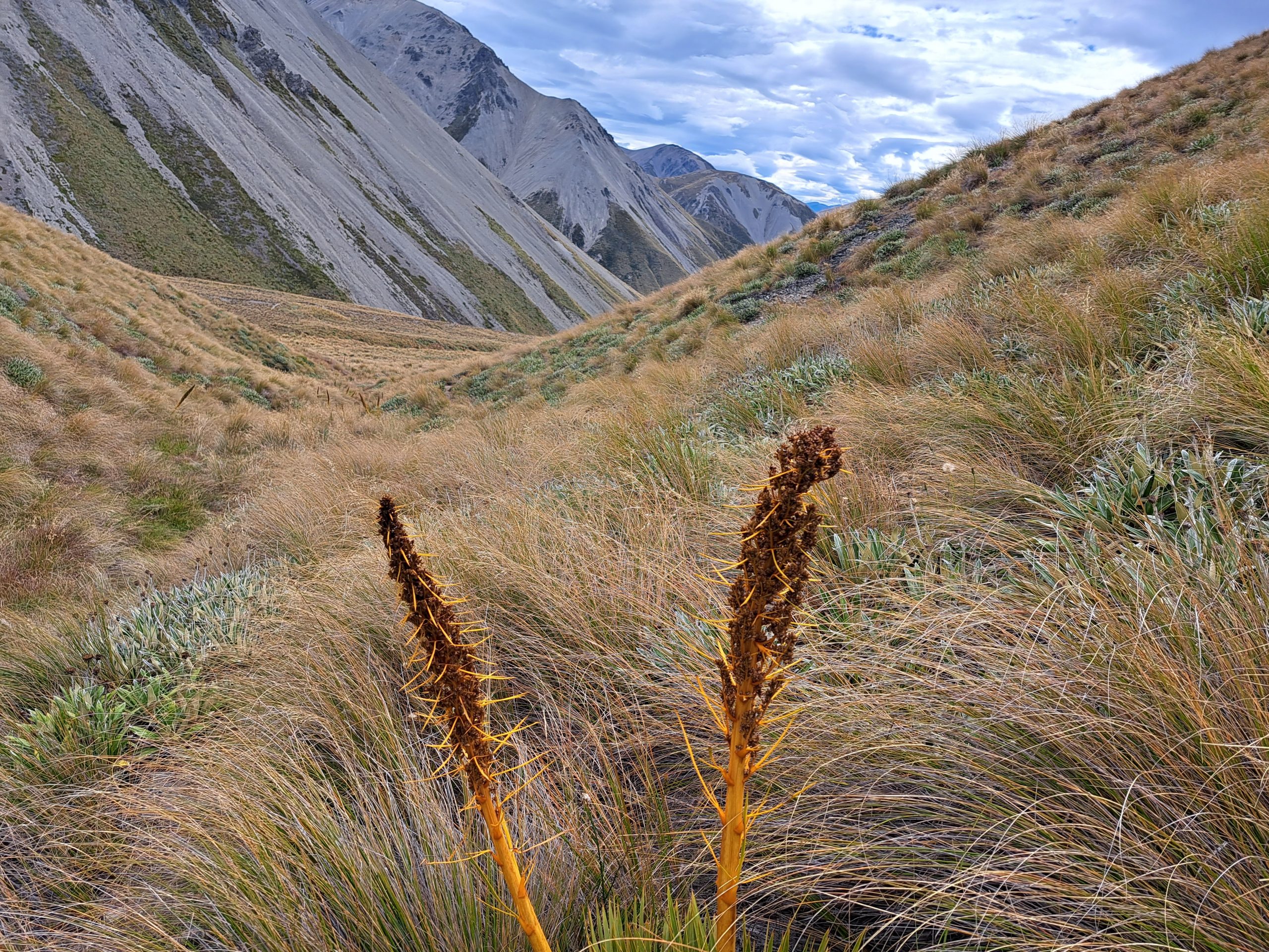 Read more about the article 03.03.23 Manuka Hut
